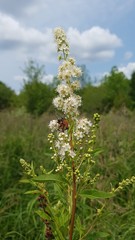 Spiraea alba alba