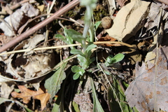 Antennaria plantaginifolia