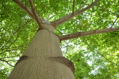 Ceiba pentandra