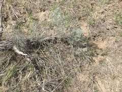 Artemisia tripartita