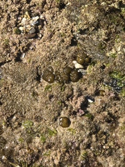 Leathesia marina
