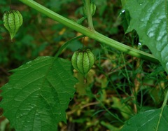 Anise-scented Groundcherry (Physalis angulata)