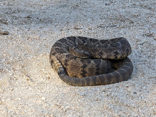 Lower California Rattlesnake