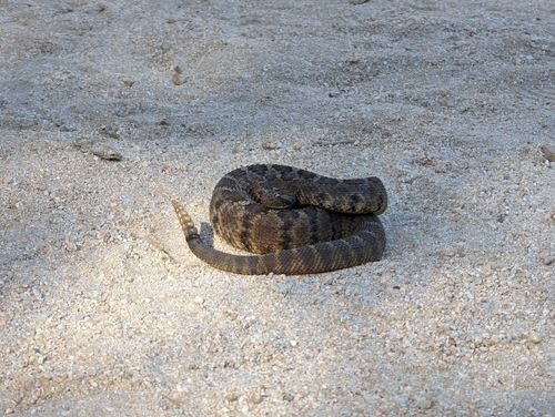 Lower California Rattlesnake