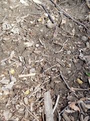 Podophyllum peltatum