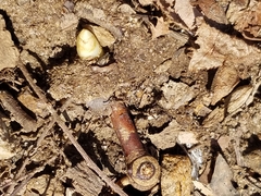 Podophyllum peltatum