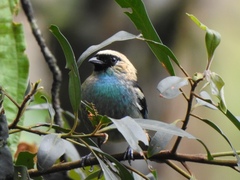 Tangara labradorides