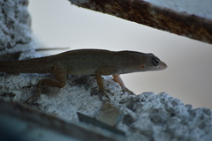 Anolis sagrei