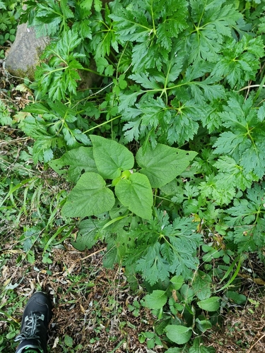 Teucrium abutiloides, photograph 2