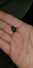 Onthophagini