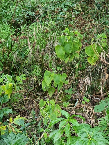 Teucrium abutiloides, photograph 5