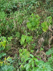 Teucrium abutiloides, photograph (c) Vítor Jorge, some rights reserved (CC BY)