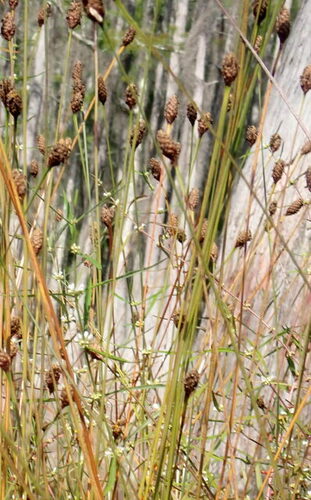 Image of Xyris fimbriata by (c) mfeaver, some rights reserved (CC BY)
