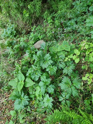 Teucrium abutiloides, photograph 6