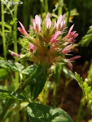 Trifolium spumosum