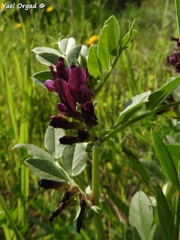 Vicia narbonensis