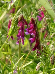 Vicia villosa
