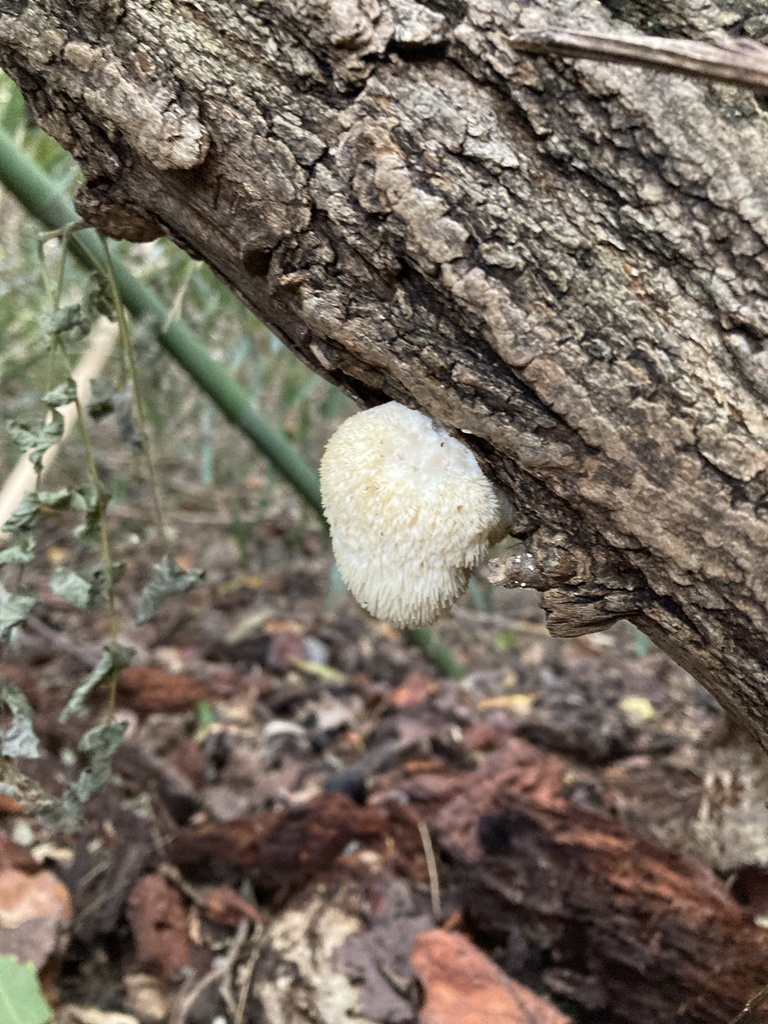 Lion S Mane Mushroom In October 2023 By Stuffinthewoods INaturalist   Large 