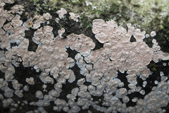 Cylindrobasidium laeve