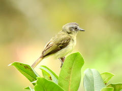 Leptopogon superciliaris