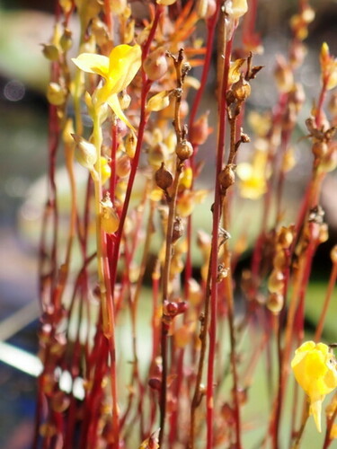 Image of Utricularia juncea by (c) mfeaver, some rights reserved (CC BY)
