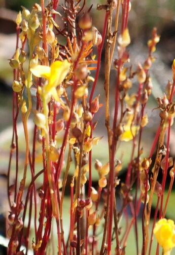 Image of Utricularia juncea by (c) mfeaver, some rights reserved (CC BY)