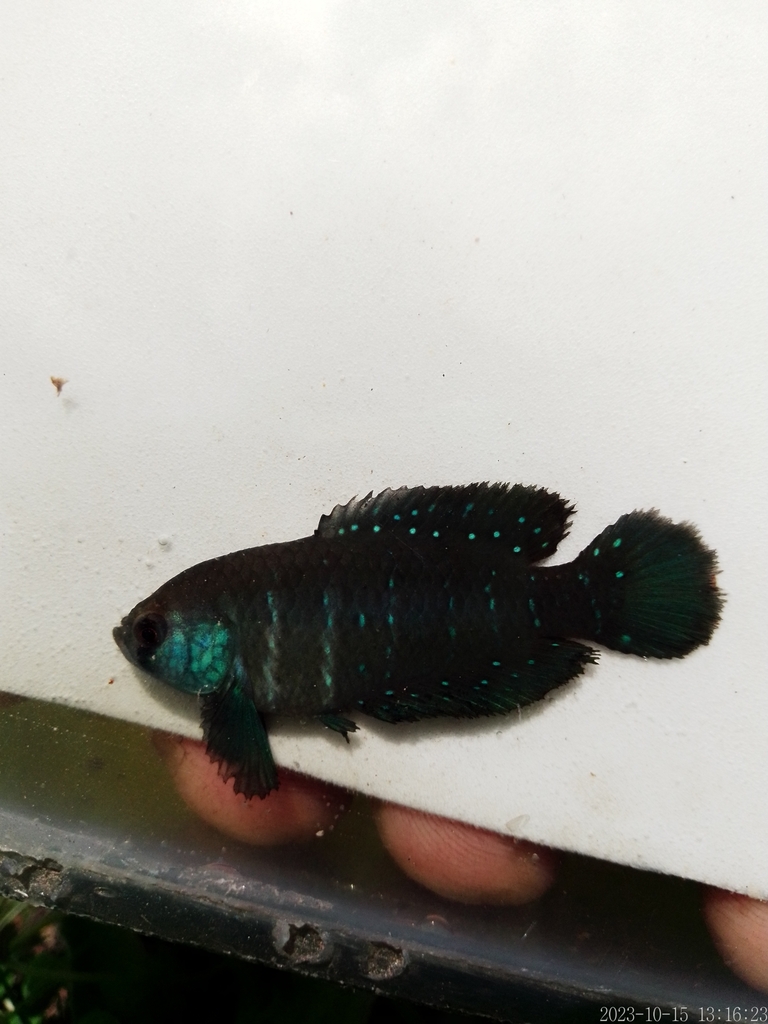 Austrolebias juanlangi