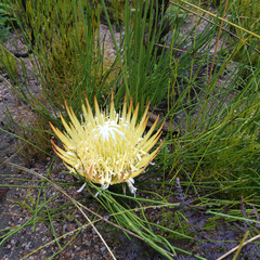Protea lorea