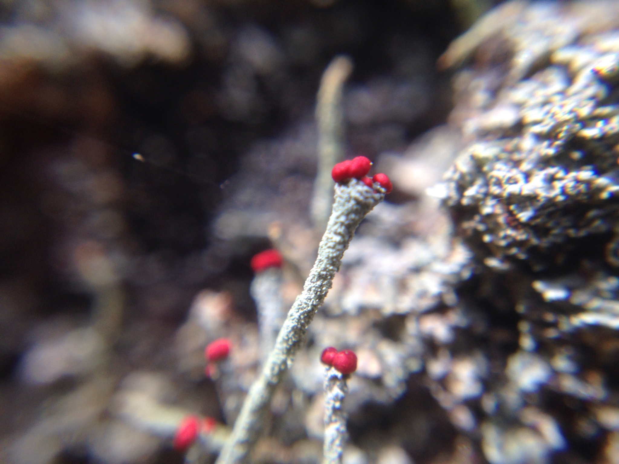Cladoniaceae image