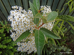 Olearia cheesemanii