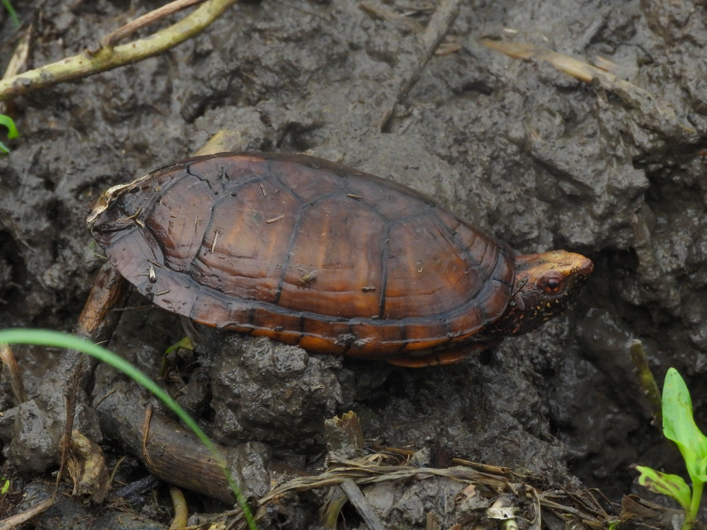 Tabasco Mud Turtle