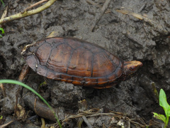 Tabasco Mud Turtle photo 1