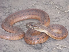 Thamnophis validus