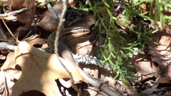 Plestiodon tetragrammus brevilineatus