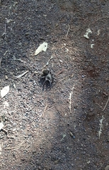 Dugesiella anitahoffmannae