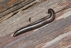 Spirobolellus antipodarus