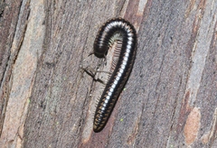 Spirobolellus antipodarus