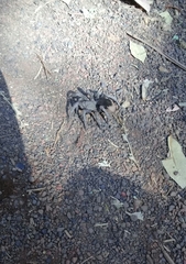 Dugesiella anitahoffmannae
