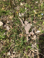 Anthoxanthum odoratum