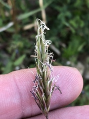 Anthoxanthum odoratum