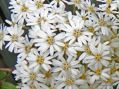 Olearia cheesemanii