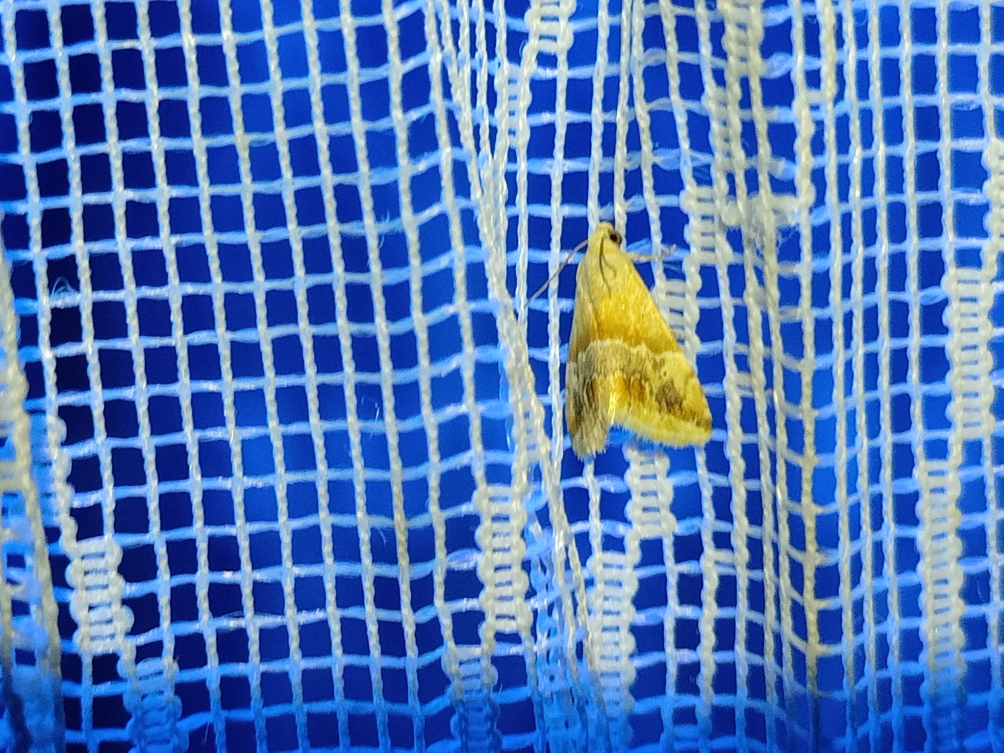Eublemma parva