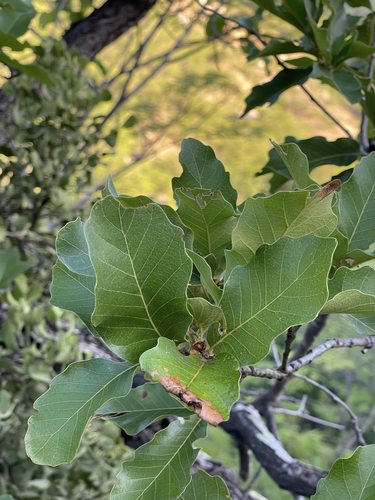 Quercus tuberculata
