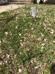 Anthoxanthum odoratum