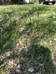 Anthoxanthum odoratum