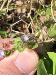 Veronica hederifolia