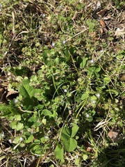 Veronica hederifolia
