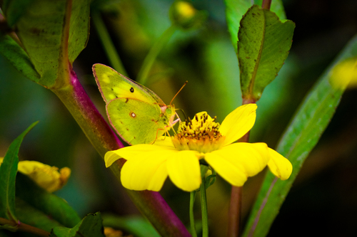 Orange Sulphur, Stewart Tract aka River Islands Lathrop, CA, USA, photo 8 of 10