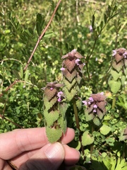 Lamium purpureum
