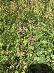 Lamium purpureum